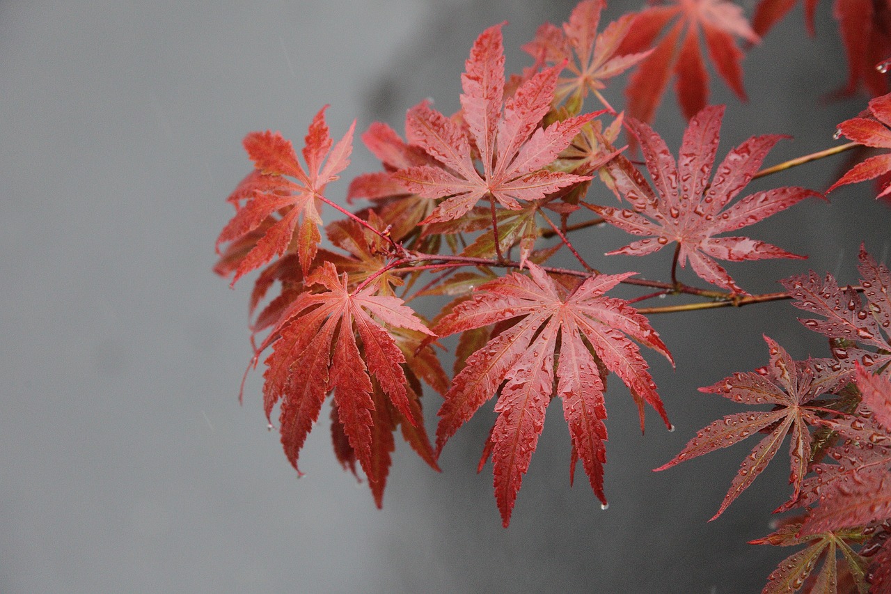 Title: The Maple Leaf and the Water: Hydrological Monitoring in枫丹