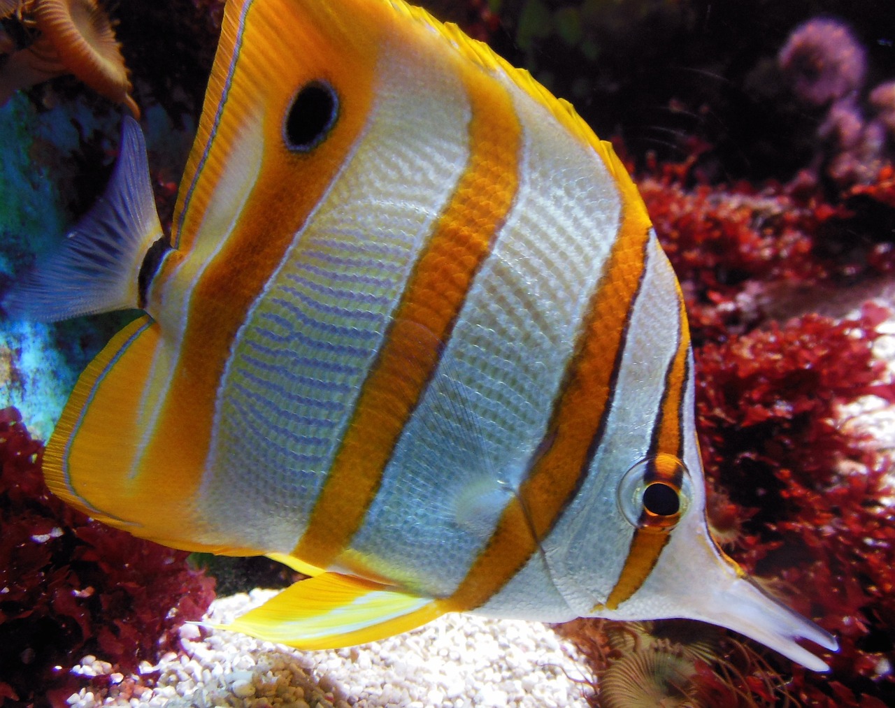 Is the Underwater Communication Cable Real?